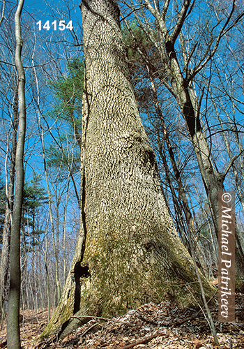 White Ash (Fraxinus americana)